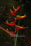 Heliconia tortuosa 'Red Twist'